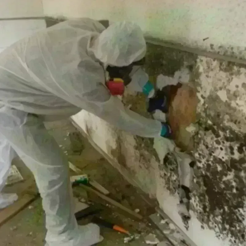 Mold Remediation and Removal in Waurika, OK